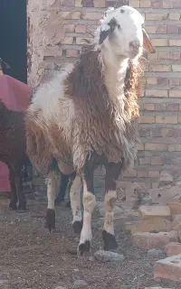 بره قوچی پلنگی