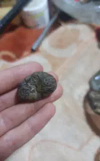 رآف بسیار زیباومشکوک به شهاب
