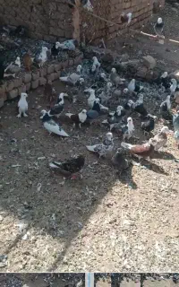 کبوتر شازده