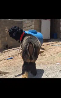 بره قوچ