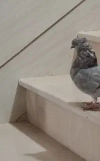 چتری نر ماده