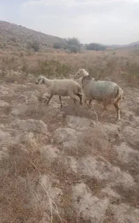 قوچ دورگ چینی فروشی