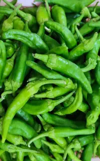 فلفل شیرین و تند