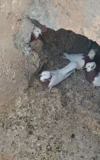 کفتر