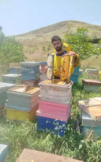 زنبور کارنیکا