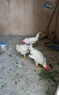 سه خروس سفیدسالم