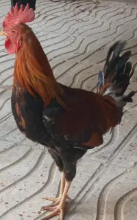 خروس محلی