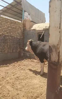 گوساله چاق فروشی