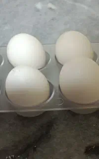 تخم مرغ گلین