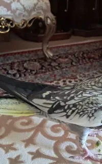 عروس هلندی ماده