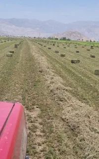یونجه سبز وخشک داراب