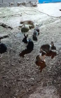 خرگوش