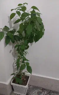 گل کاغذی
