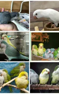 راهب های جوجه نرمخور و دونخور رنگ های زیبا