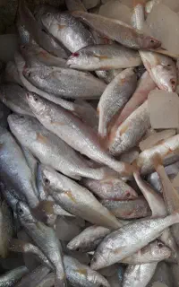 ماهی دریایی سرخ کردنی