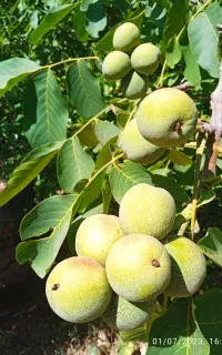 گردو کاغذی تر  وتازه