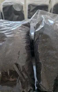 چای بهاره ۱۴۰۵ لاهیجان