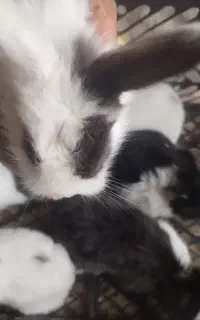 بچه خرگوش