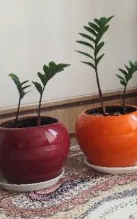گل های فروشی درحال رشد