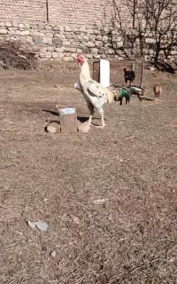 مرغ لاری و خروس