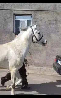 اسب نریان