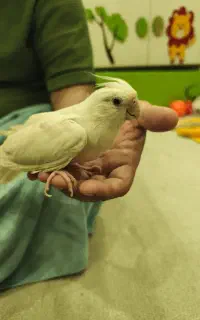 یک جفت عروس هلندی