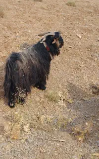 پازن دوبر سه سال شهرکردی