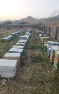 فروش کندو