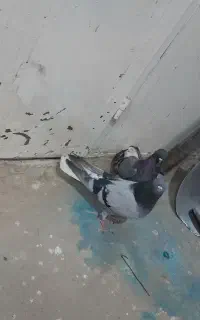 سبز تخت دم سفید