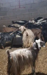 فروش کهره ۶ماه