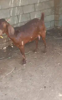 فروش بز محمداباد