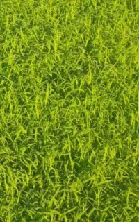 بذرشالی دمسیاه درجه یک  متری ۲۳۰