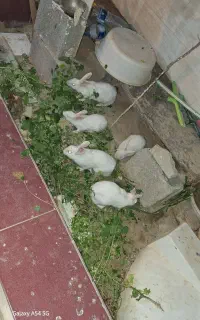خرگوش در شبانکاره