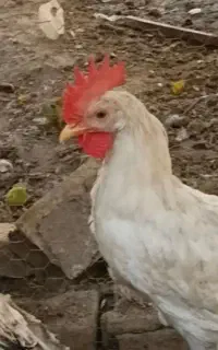 خروس