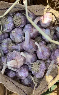 سلام فروش سیر قرمز بذری آذرشهر و گوگان