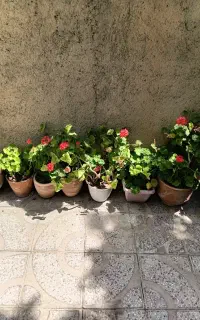 گل وگلدان