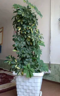 فروش گل خانگی