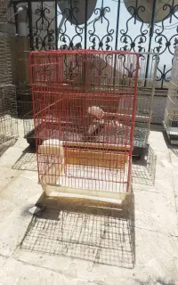 قفس پرنده