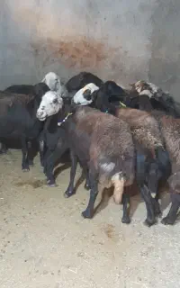 گوسفند قزه قزل