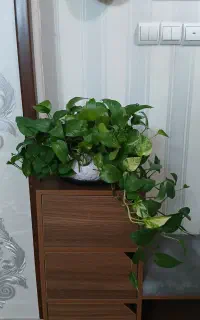 گل طبیعی پتوس و سایر وسایل منزل.