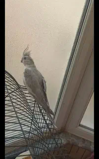 گمشده