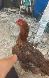 مرغ لاری سالم