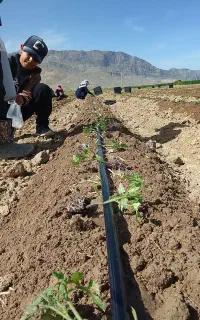 نشا گوجه بذر هیبرید