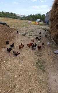 جوجه