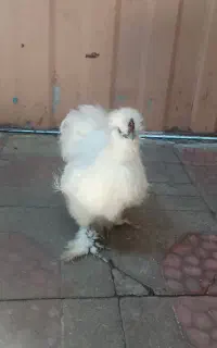 خروس ابریشمی