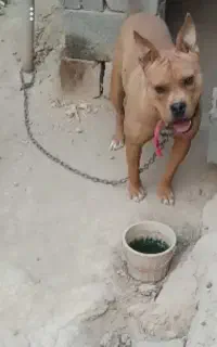 سگ بتبول