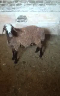 بره افشاری