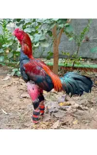 بار جوجه لاری  امسال شارژ شد