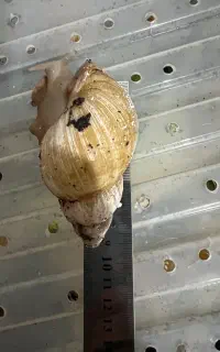 حلزون آچاتینا