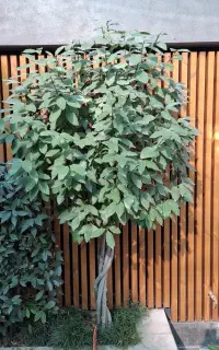 خدمات تخصصی گل گیاه زینتی وفضای باز